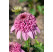 Echinacea 'Papallo Semi Double Pink' / Echinacea purpurová, K9
