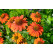 Echinacea 'Prima Ginger' / Echinacea purpurová, K13