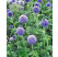 Echinops banaticus ´Blue Globe´ / Ježibaba modrá , K9