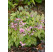 Epimedium rubrum ´Pretty in Pink´ / Krpčiarka ružová, K9