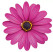 Osteospermum®Erato ´Compact Violet´ / Osteospermum, K7