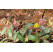 Erythronium ´Dens Canis´ mix / Zmes kandíkov ´Psí zub´, bal. 3 ks, I.