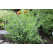 Artemisia dracunculus BIO / Francúsky estragon, K12