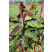 Musa ´Ever red´ / Mrazuvzdorný banánovník červený, 15-20 cm, K10,5