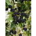 Rubus fruticosus ´Thornless Oregon´ / Ostružina beztŕňová, K9