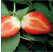 Fragaria ananassa ´Evie II´ / Stáleplodiaca jahoda, bal. 6 ks, 6xK7