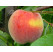 Prunus persica ´Fairhaven´ / Broskyňa stredne skorá, GF677