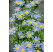 Felicia amelloides ´Felicitara Blue´ / Felicia, Kapská astra , K7