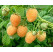 Rubus idaeus ´Fallgold´ / Malina žltá, K9