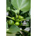 Ficus carica ´Dalmatia´ / Figovník, 30-40 cm, K12