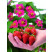 Fragaria ´Toscana®´ / Staleplodiaca jahoda s ružovými kvetmi, K11