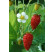 Fragaria vesca ´Tubby® Red´ / Jahoda obyčajná, K9