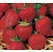 Fragaria ananassa ´Korona´ / Jahoda stredne skorá, bal. 6 ks, 6xK7