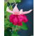 Fuchsia ´Seventh Heaven´ / Fuksia, bal. 3 ks, 3xK7