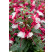 Fuchsia ´Alwin´ / Fuksia, bal. 6 ks, 6x K7