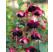Fuchsia cultivars ® ´Blacky´  / Fuksia, bal. 3 ks, 3x K7