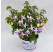 Fuchsia Jollies® ´Macon´  / Fuksia, K7