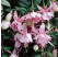 Fuchsia ´Pink Galore´/ Fuchsia previsnutá, Bal. 3 ks, 3xK7