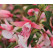 Fuchsia Summermelody® ´Sunantonio´ / Fuksia, bal. 3 ks, 3x K7
