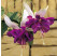 Fuchsia ´Deep Purple´ / Fuksia previsnutá, bal. 6 ks sadbovačov