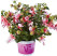 Fuchsia cultivars Fuchsita ®´Candy´  / Fuksia, K7