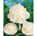 Paeonia lact. ´Duchesse de Nemours´ / Pivonka bylinná, C3