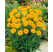 Coreopsis grandiflora ´Early Sunrise´ / Kráska, C1,5