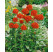 Lychnis chalcedonica / Kukučka hustokvetá, K9