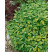 Salvia officinalis ´Aurea´ / Šalvia lekárska, K9