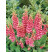 Digitalis mertonensis / Náprstník, K9