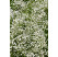 Gypsophilla repens ´White Angel´ / Gypsolmilka plazivá, K9