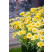 Argyranthemum pac® Day-Zee® Yellow / Chryzantémovka, bal. 3 ks, 3x K7
