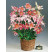 Lilium Orientalis mix / Kolekcia voňavých orientálnych ľalií, bal. 5 ks, 14/16