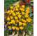 Crocus ´Fuscotinctus´ / Botanický šafran, bal. 15 ks, 5/+