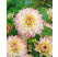 Dahlia ´Crazy Love´ / Georgína, I.