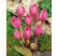 Colchicum ´The Giant´ / Jesienka, bal 10 ks, 20/22, XXL