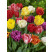 Tulipa double mix / Zmes plnokvetých tulipánov, bal. 20 ks, 11/12