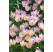 Tulipa ´Bakeri Lilac Wonder´ / Tulipán, bal. 10 ks, 6/+