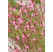 Gaura lindheimeri 'Geyser Pink' / Gaura, C1,5