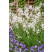 Gaura lindheimeri ´Gambit® Compact White´ / Gaura, sviečkovec, K9