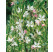 Gaura lindheimeri ´Gambit® Variegata Rose´ / Gaura, sviečkovec, K9