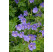 Geranium himalayense ´Johnson's Blue´  - Pakost, K9