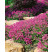 Geranium cantabrigiense ´Cambridge´ / Pakost tmavoružový, K9