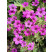 Geranium hybridum ˇPink Penny´ / Pakost, K9