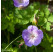 Geranium 'Rozanne' ® / Pakost, K9