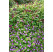 Geranium sanguineum ´ Vision´ / Pakost krvavý, K9
