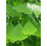 Ginkgo biloba / Ginko dvojlaločné, 40-60 cm, C1,5