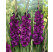 Gladiolus ´Purple Flora´ / Mečík, bal. 10 ks, 12/14