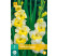 Gladiolus ´Buggy´ / Mečík, bal. 7 ks, 12/14