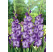 Gladiolus ´PURPLE´ / Mečíky fialové, bal. 5 ks, 10/12, SUPERCENA